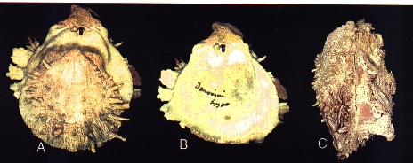 un caso di sinonimia